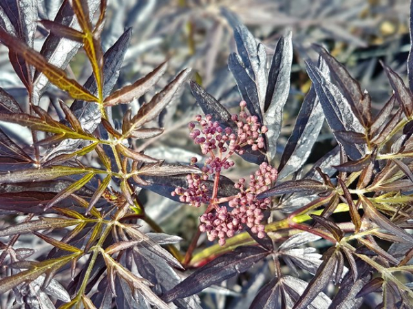 Sambucus nigra Black Lace Schwarzer Holunder
